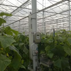 MacView Greenhouse Gas Analyser in cucumbers